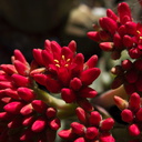 Crassula-falcata-brilliant-red-flowers-propeller-plant-2010-09-22-IMG 6481