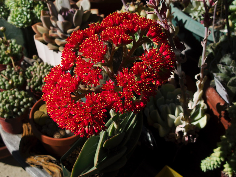 Crassula-falcata-brilliant-red-flowers-propeller-plant-2010-09-29-IMG_6495.jpg