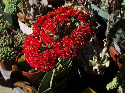 Crassula-falcata-brilliant-red-flowers-propeller-plant-2010-09-29-IMG 6495