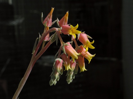 Echeveria-pink-yellow-inflorescence-2009-01-28-IMG 1728