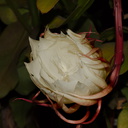 Epiphyllum-oxypetalum-nightblooming-Cereus-orchid-cactus-2014-06-21-IMG 0172