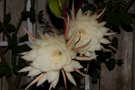 Epiphyllum-oxypetalum-nightblooming-Cereus-orchid-cactus-2014-06-21-IMG 0177