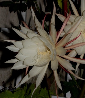 Epiphyllum-oxypetalum-nightblooming-Cereus-orchid-cactus-2014-06-21-IMG 0186