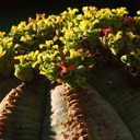 Euphorbia-obesa-blooming-2009-11-01-IMG 3450