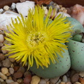 Lithops-jade-yellow-flowered-2009-12-15-IMG 3576