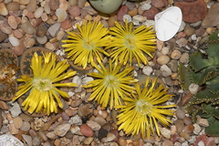 Lithops-sp-stone-plants-yellow-flowered-2012-10-27-IMG 6758