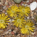 Lithops-sp-stone-plants-yellow-flowered-2012-10-27-IMG 6758