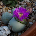Pleiospilos-sp-purple-and-yellow-flowers-2014-12-04-IMG 4303.