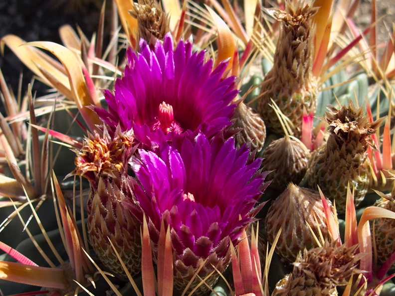 cactus-indet-magenta-flowered-Santa-Paula-shop-2009-10-23-IMG_3417.jpg