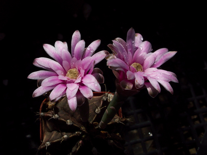 cactus-indet-pink-flowered-Santa-Paula-shop-2009-10-23-IMG 3425