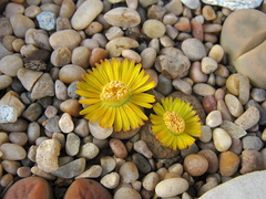 lithops-flowering-2008-09-04-IMG 1276