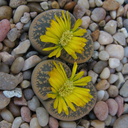 lithops-yellow-flowering-2008-10-07-IMG 1420