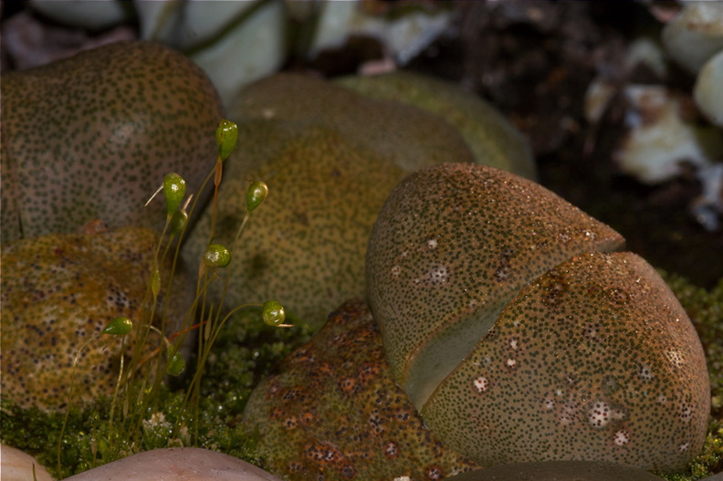moss-sporophytes-among-Lithops-2010-02-13-CRW_8398.jpg