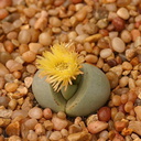 stone-plant-flowering-pleiospilos-jade-yellow-3-3