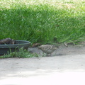 very-juvenile-hooded-oriole-in-garden-2012-07-11-IMG_2200.jpg