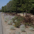 xeriscaping-roadside-Santa-Rosa-Rd-Moorpark-Camarillo-2015-04-26-IMG_4861.jpg