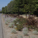 xeriscaping-roadside-Santa-Rosa-Rd-Moorpark-Camarillo-2015-04-26-IMG 4861