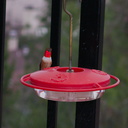 Allens-male-hummingbird-at-garden-feeder-Moorpark-2018-03-13-IMG 8731
