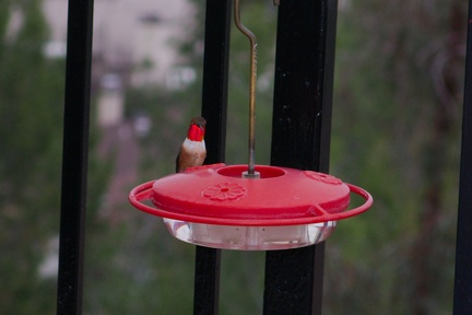 Allens-male-hummingbird-at-garden-feeder-Moorpark-2018-03-13-IMG 8731