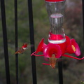 Allens-rufous-male-hummingbirds-at-garden-feeder-Moorpark-2018-03-13-IMG 8736