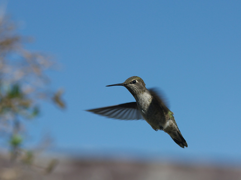 Annas-hummingbird-in-garden-2012-04-27-IMG_4706.jpg
