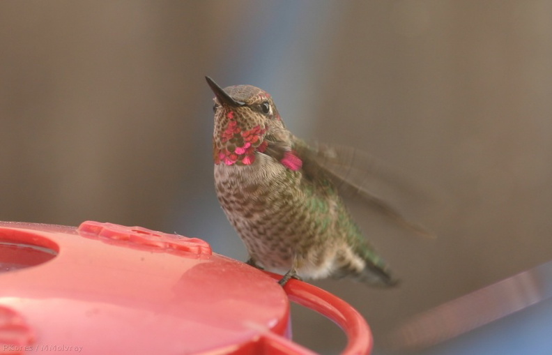 Annas-hummingbird-male-juv-closeup.jpg