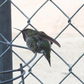 annas-hummingbird-male-scratching-head-2011-10-04-IMG 9804