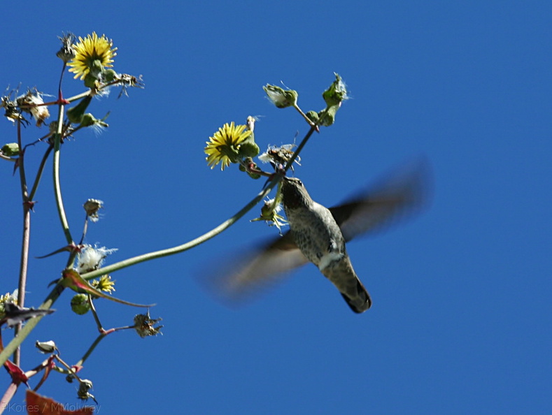 annas-hummingbird-sow-thistle-nest-material-2008-03-17-img_6471.jpg