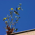annas-hummingbird-sow-thistle-nest-material-2008-03-17-img 6475a