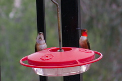 female-and-male-Allens-hummingbirds-at-garden-feeder-Moorpark-2018-03-13-IMG 8713
