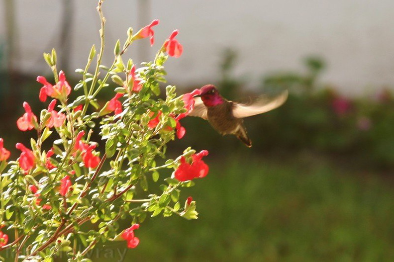 hummingbird-anna s-male-at-sage-6