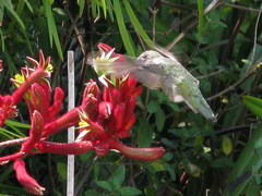 hummingbird-on-kangaroo-paw-2008-07-03-IMG 0017