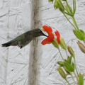 hummingbird-on-mimulus-cardinalis-2008-07-06-IMG 0042