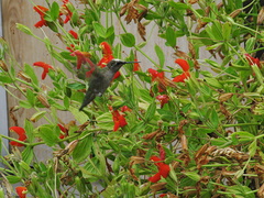 hummingbird-on-mimulus-cardinalis-2008-07-13-IMG 0221
