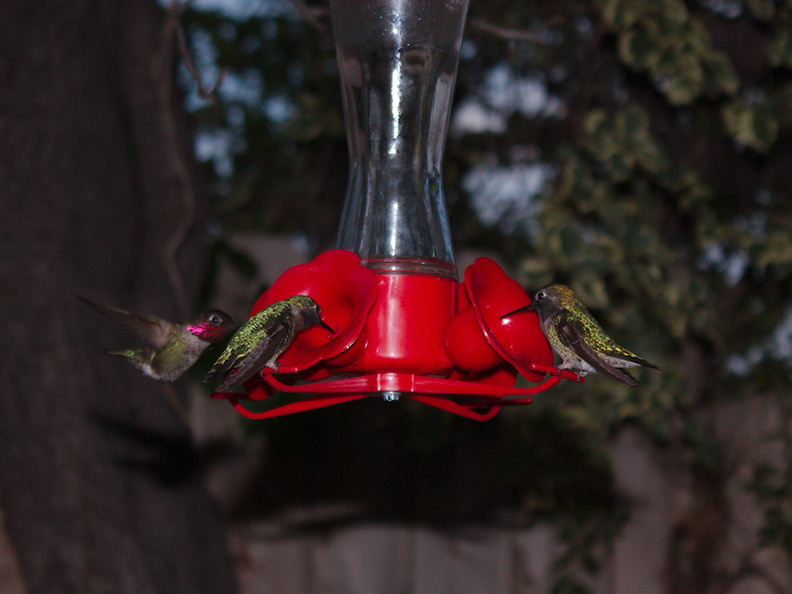 hummingbirds-at-feeder-2014-03-24-IMG_9931.jpg