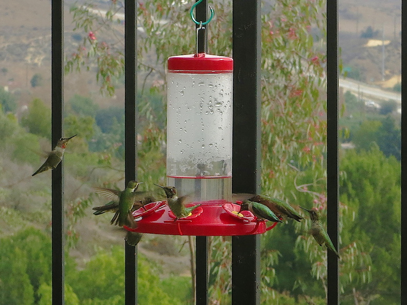 hummingbirds-at-feeder-2014-11-13-IMG_4206.jpg