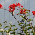 hummingbirds_crocosmia8.jpg