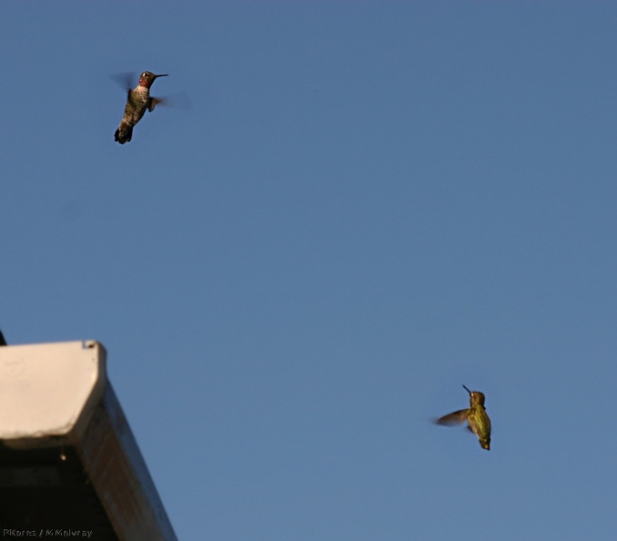 img_1375-hummingbirds-fighting-10.jpg