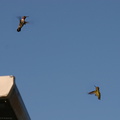 img_1375-hummingbirds-fighting-10.jpg