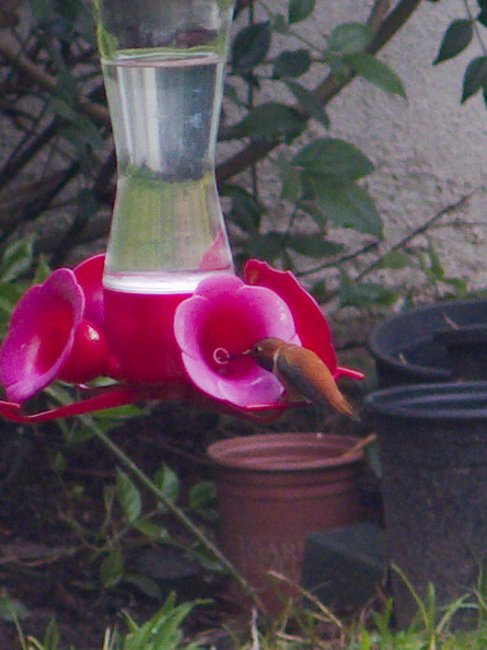 rufous-hummingbird-at-feeder-2013-03-18-IMG_0307.jpg