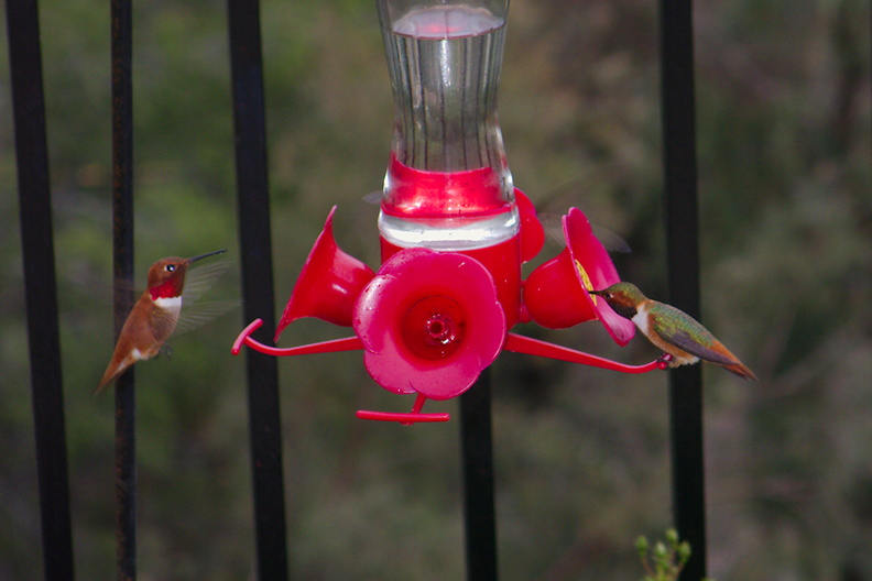 rufous-male-hummingbird-and-Allens-male-at-garden-feeder-Moorpark-2018-03-13-IMG_8724.jpg