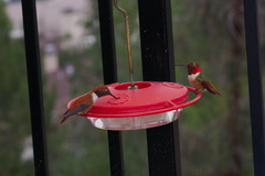 rufous-male-hummingbird-and-Allens-male-at-garden-feeder-Moorpark-2018-03-13-IMG 8729