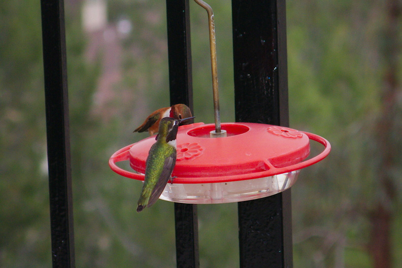 rufous-male-hummingbird-and-Costas-male-at-garden-feeder-Moorpark-2018-03-13-IMG_8728.jpg