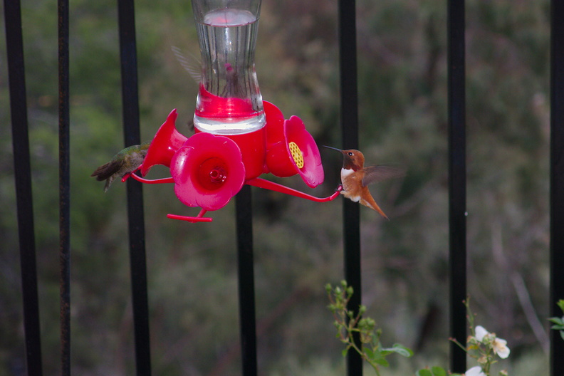 rufous-male-hummingbird-at-garden-feeder-Moorpark-2018-03-13-IMG 8722