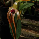 Bulbophyllum-echinolabium-SBOE-2009-03-22-IMG 2493