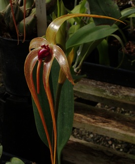 Bulbophyllum-echinolabium-SBOE-2009-03-22-IMG 2493