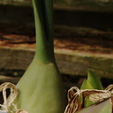Bulbophyllum-echinolabium-vascular-pattern-SBOE-2009-03-22-IMG 2494