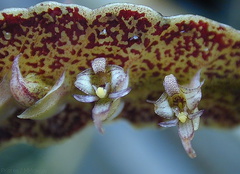 Bulbophyllum-maximum-2