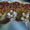 Bulbophyllum-maximum-2
