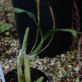 Bulbophyllum-purpureorhachis-Leiden-BotGard